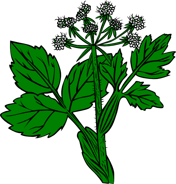 Cow Parsnip Clip Art at Clker.com - vector clip art online, royalty